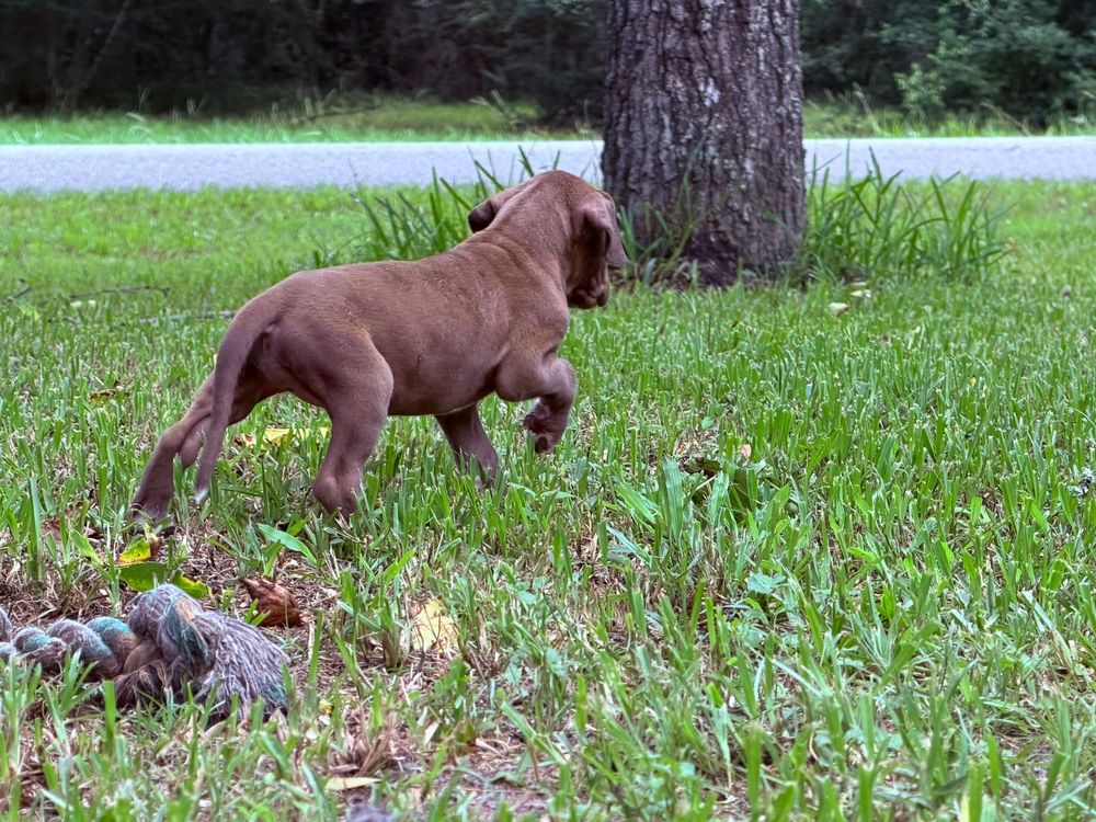A brown Labrador puppy plays on lush green grass near a tree, with a road visible in the background.
