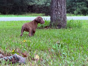 A chocolate Labrador puppy sniffs the base of a tree trunk in a lush green grassy yard near a road.