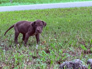 A small chocolate brown Labrador puppy stands alertly on green grass near a road, looking curiously at the camera.