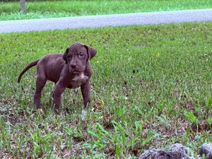A brown pit bull puppy standing in green grass, looking alert and curious in an outdoor setting.