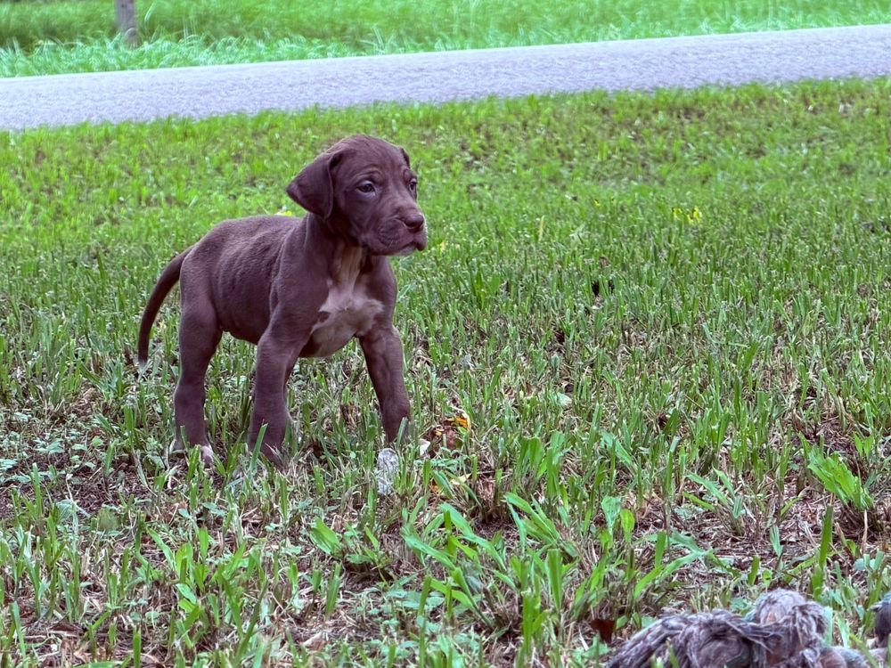 A young chocolate Labrador puppy stands alert on green grass, showcasing its sleek brown coat and curious expression.