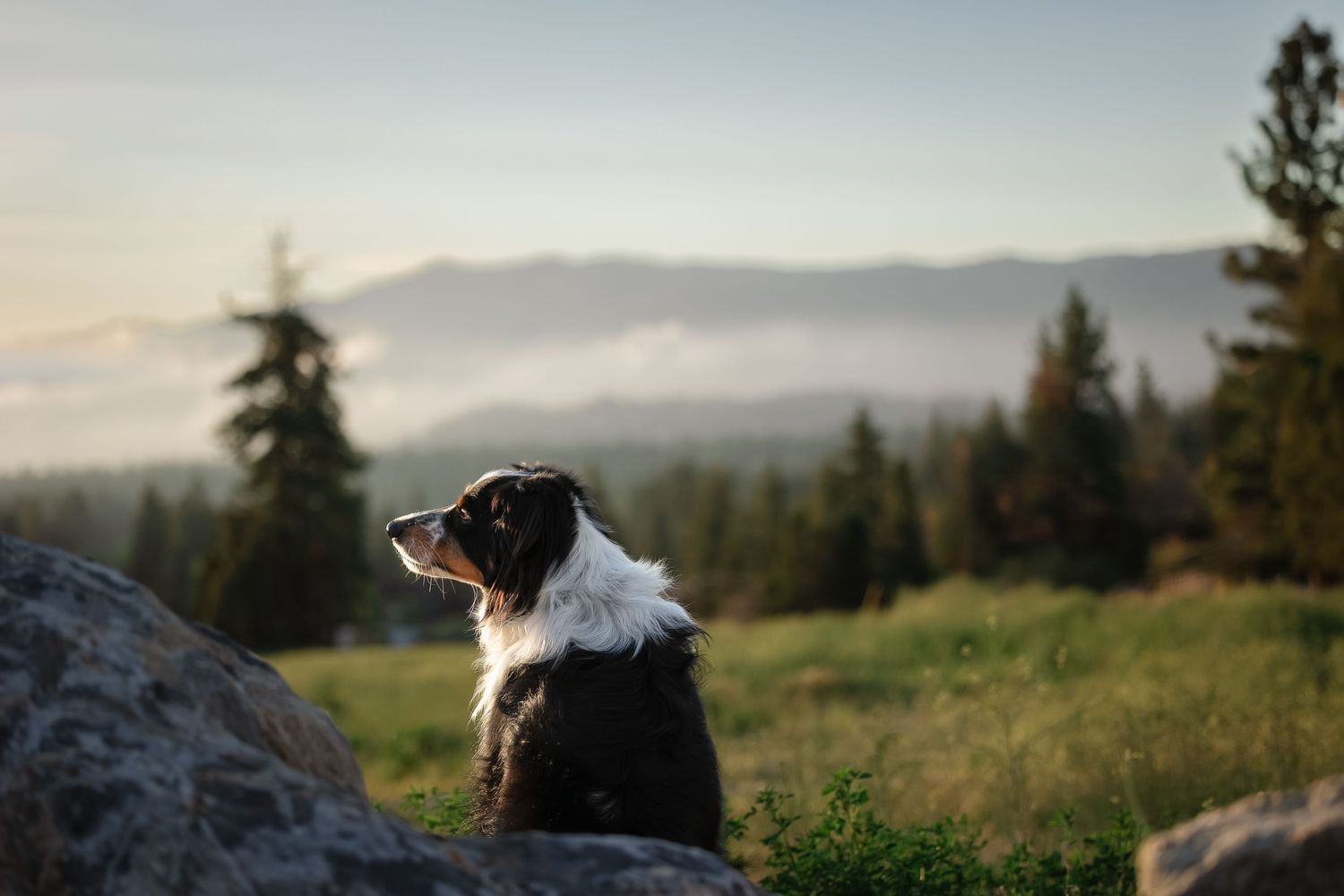 A majestic Australian Shepherd dog sits on rocks gazing at a misty mountain forest landscape at sunset.
