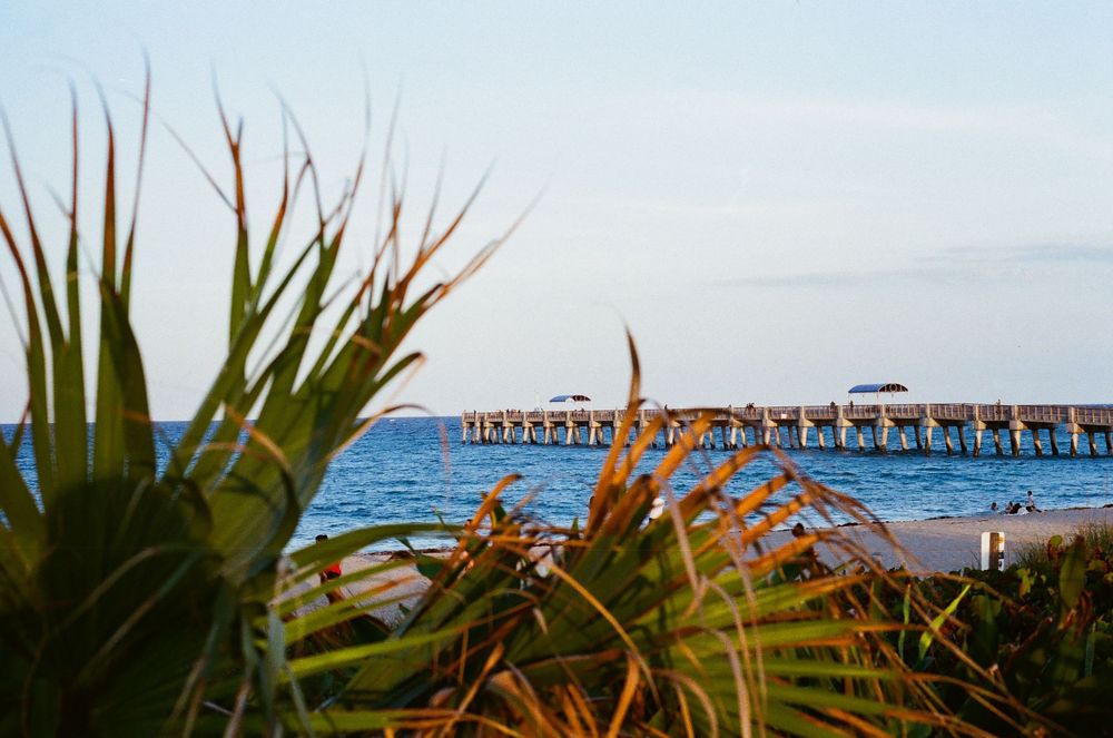 Tropical beach pier extending over blue ocean waters, framed by lush green palm plants in golden evening light.