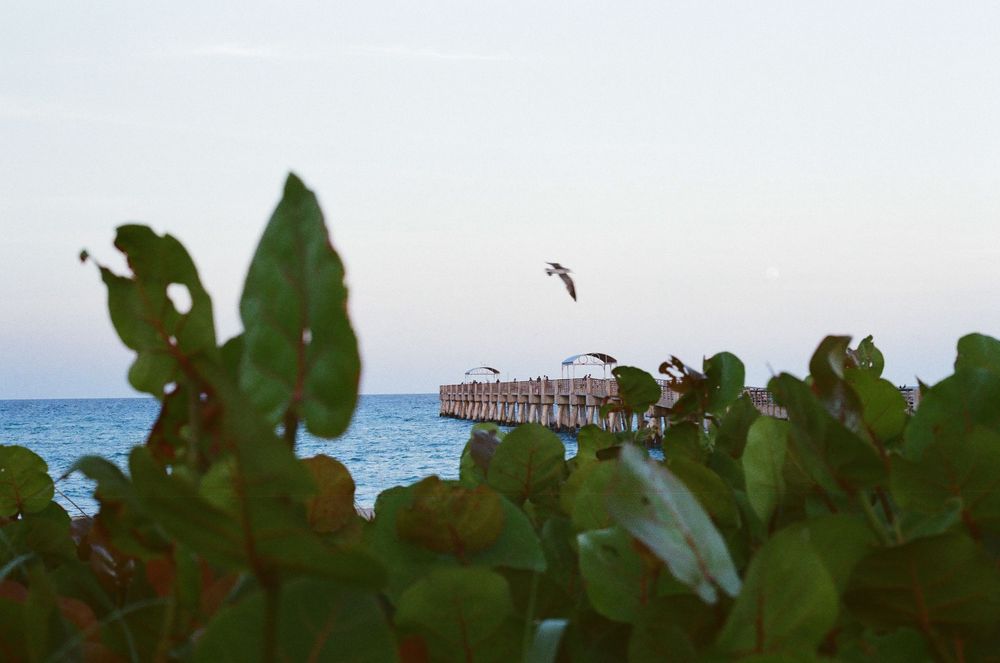 Seagulls flying over a wooden pier surrounded by tropical green foliage at twilight near the ocean.