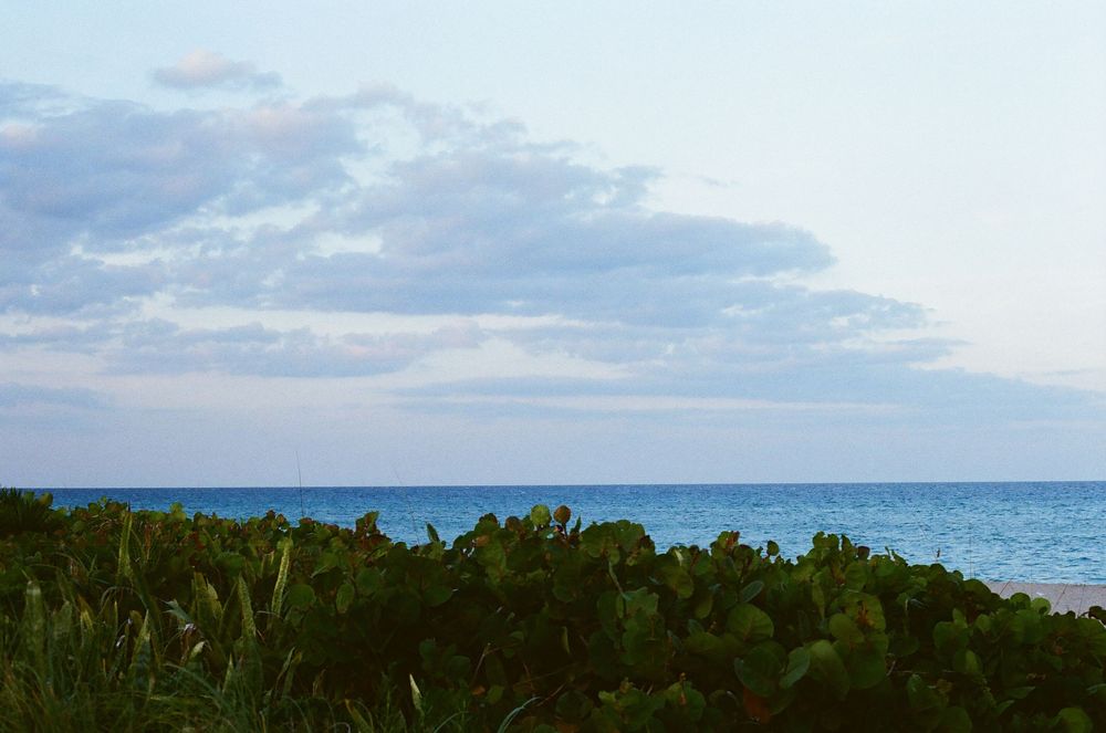 Lush coastal vegetation with sea grapes overlooking calm blue ocean under dramatic cloudy sky at dusk.