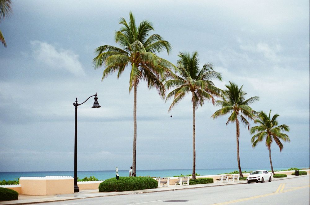 Row of tall palm trees lining a coastal road with white car and ocean views under cloudy sky.