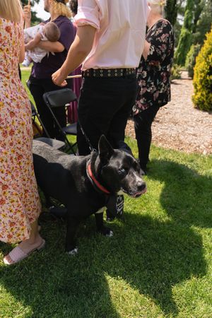 Black dog on red leash sitting on green grass among guests at outdoor wedding.
