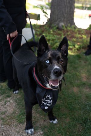 Black dog with heterochromia wearing wedding bandana at outdoor ceremony.