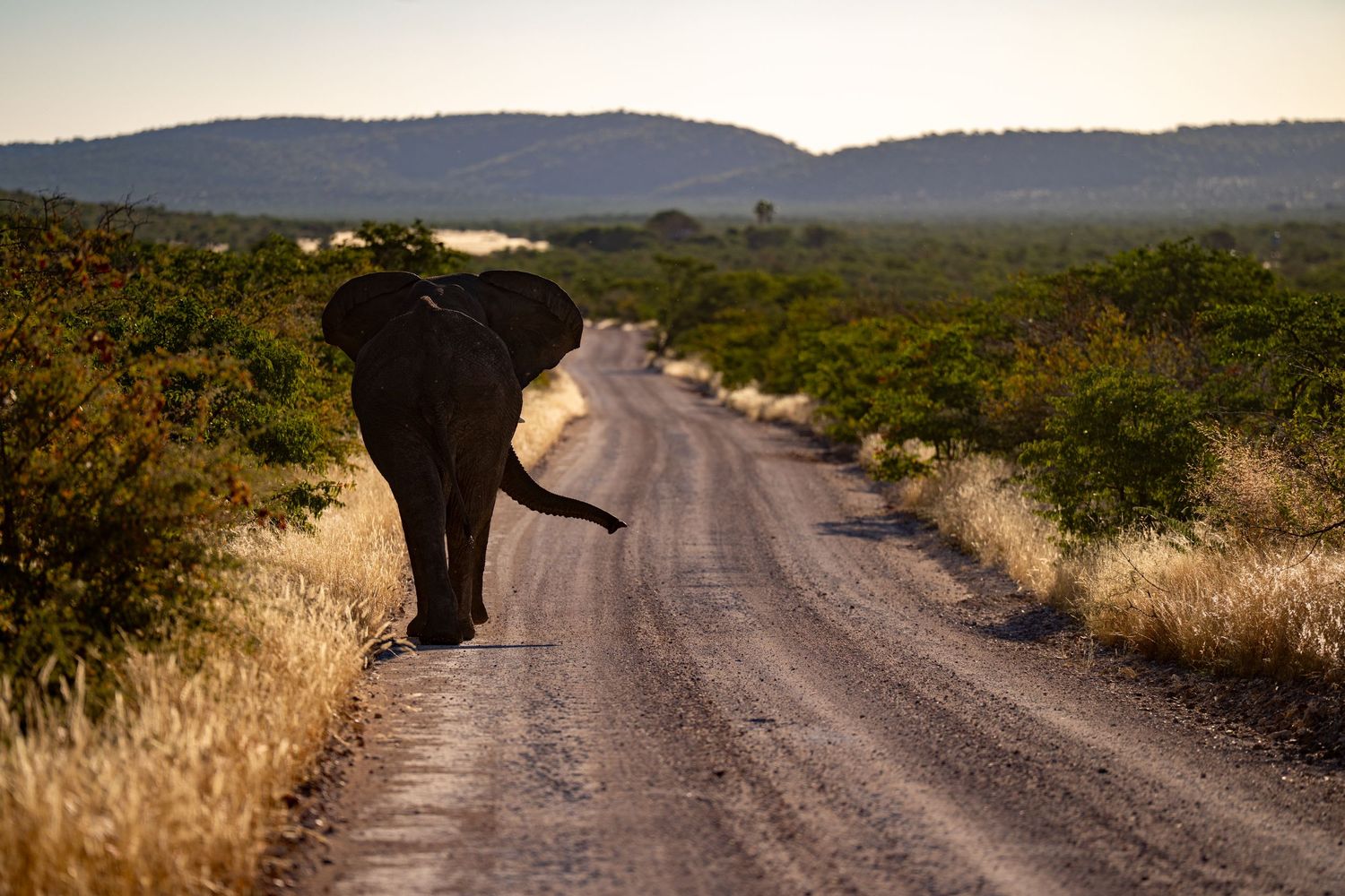 An elephant walks along a dusty dirt road surrounded by dry savanna grassland and green shrubs at golden hour.