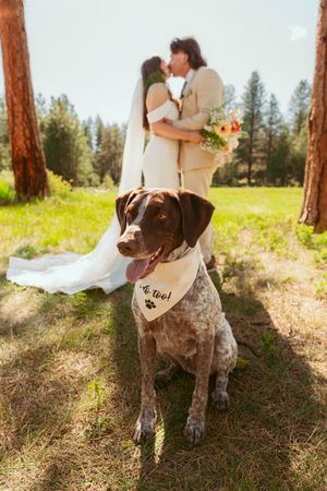 A German Shorthaired Pointer wearing a wedding bandana poses in front of the kissing couple.