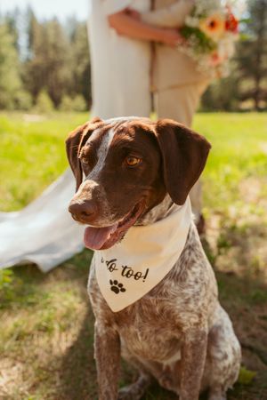 A German Shorthaired Pointer dog wearing a bandana with a paw print outdoors on a sunny day.