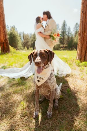 German Shorthaired Pointer wearing 'They Got Married' bandana poses in front of newlywed couple in outdoor wedding setting.