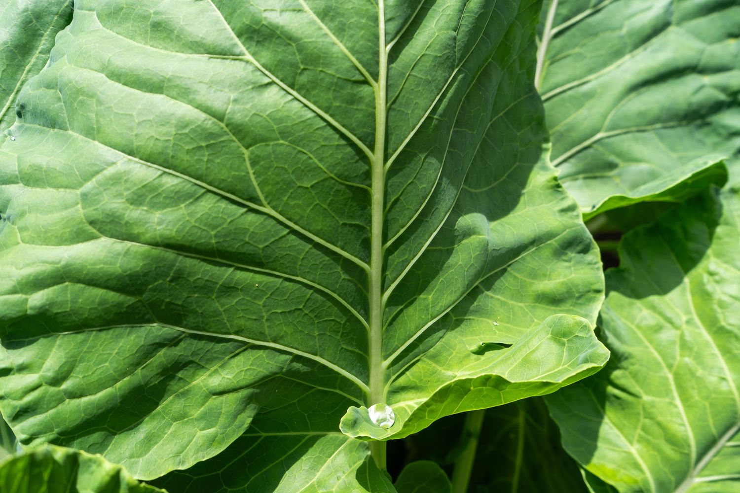 Fresh cabbage or collard greens with prominent veins and bright green coloring in natural light.