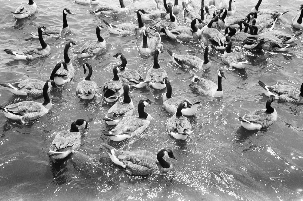 Black and white photo of a large flock of Canada geese swimming together on rippling water.