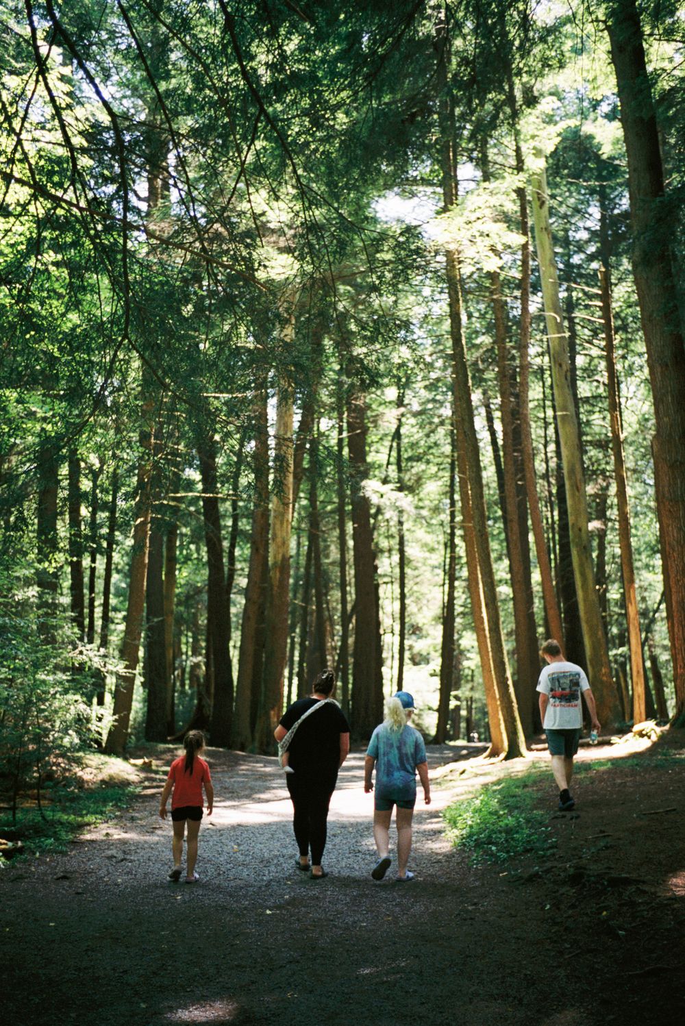 People walking along a scenic forest trail surrounded by tall evergreen trees on a sunny day.
