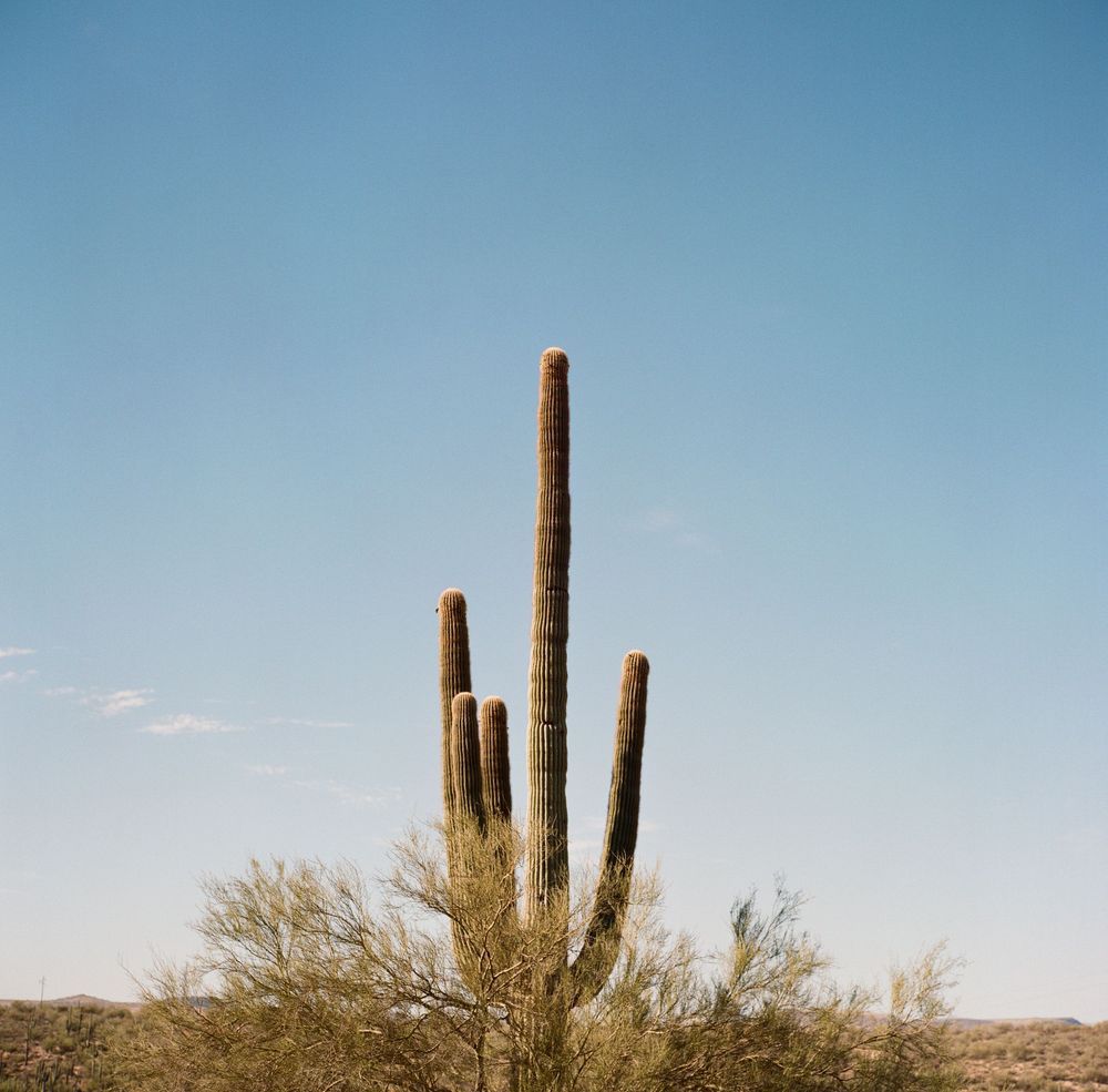 A series of saguaro cacti stand tall against a clear blue desert sky in the Sonoran landscape.