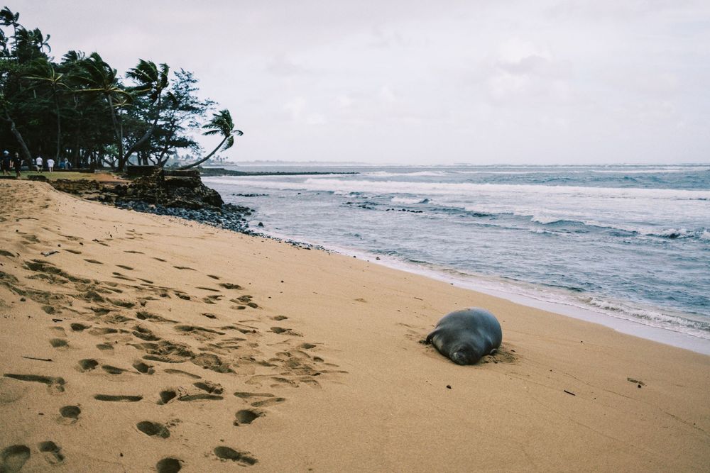 A Hawaiian monk seal rests on a sandy beach with crashing waves and palm trees along the shoreline.