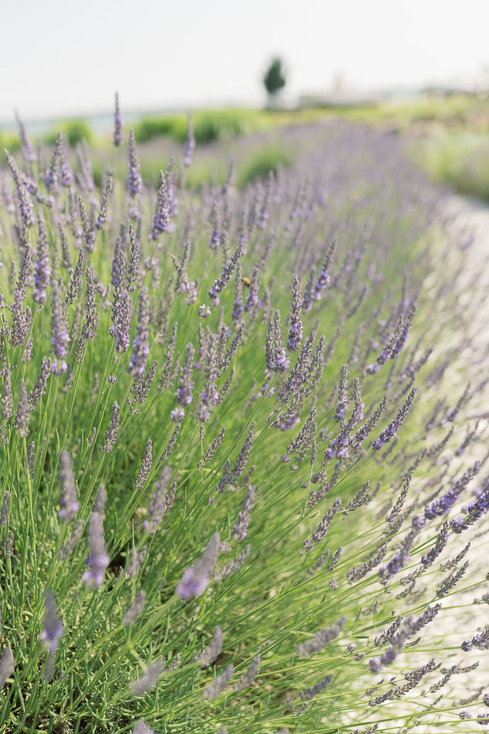 Rows of purple lavender flowers bloom in a garden with soft focus background.