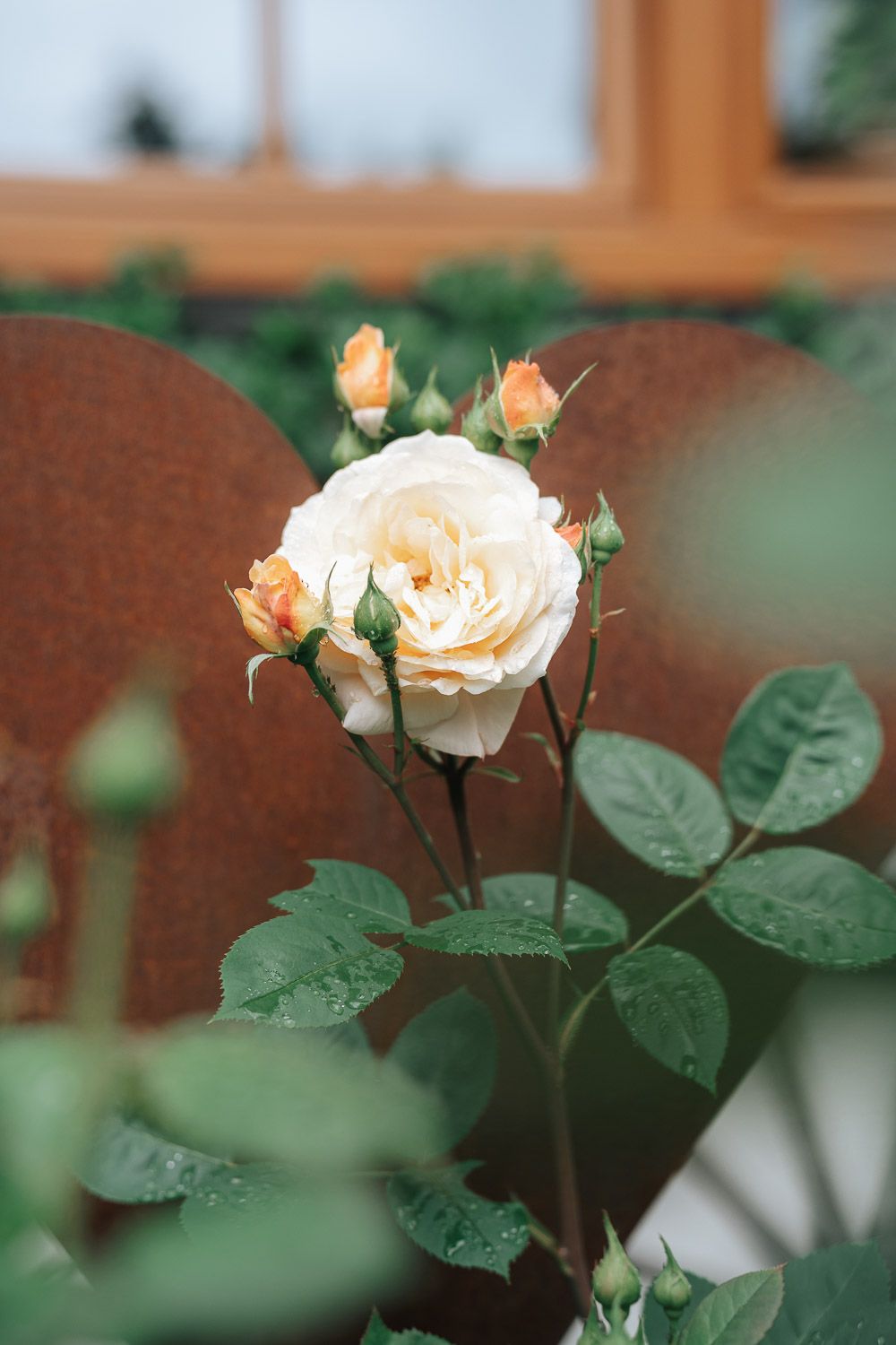 A delicate peach-colored rose bloom with buds and green leaves against a blurred rustic background.