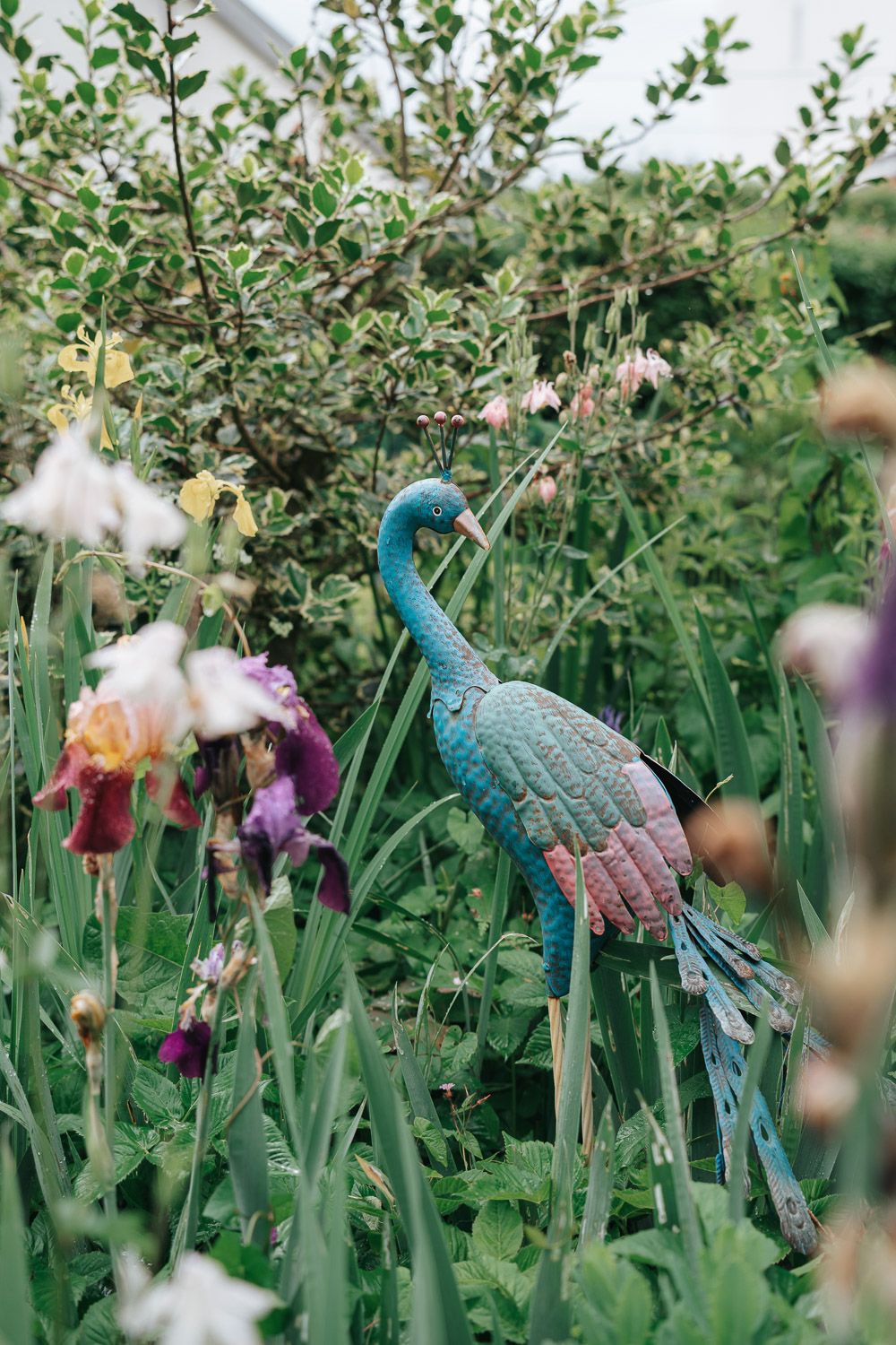 A decorative blue peacock garden ornament stands among blooming iris flowers and green foliage.