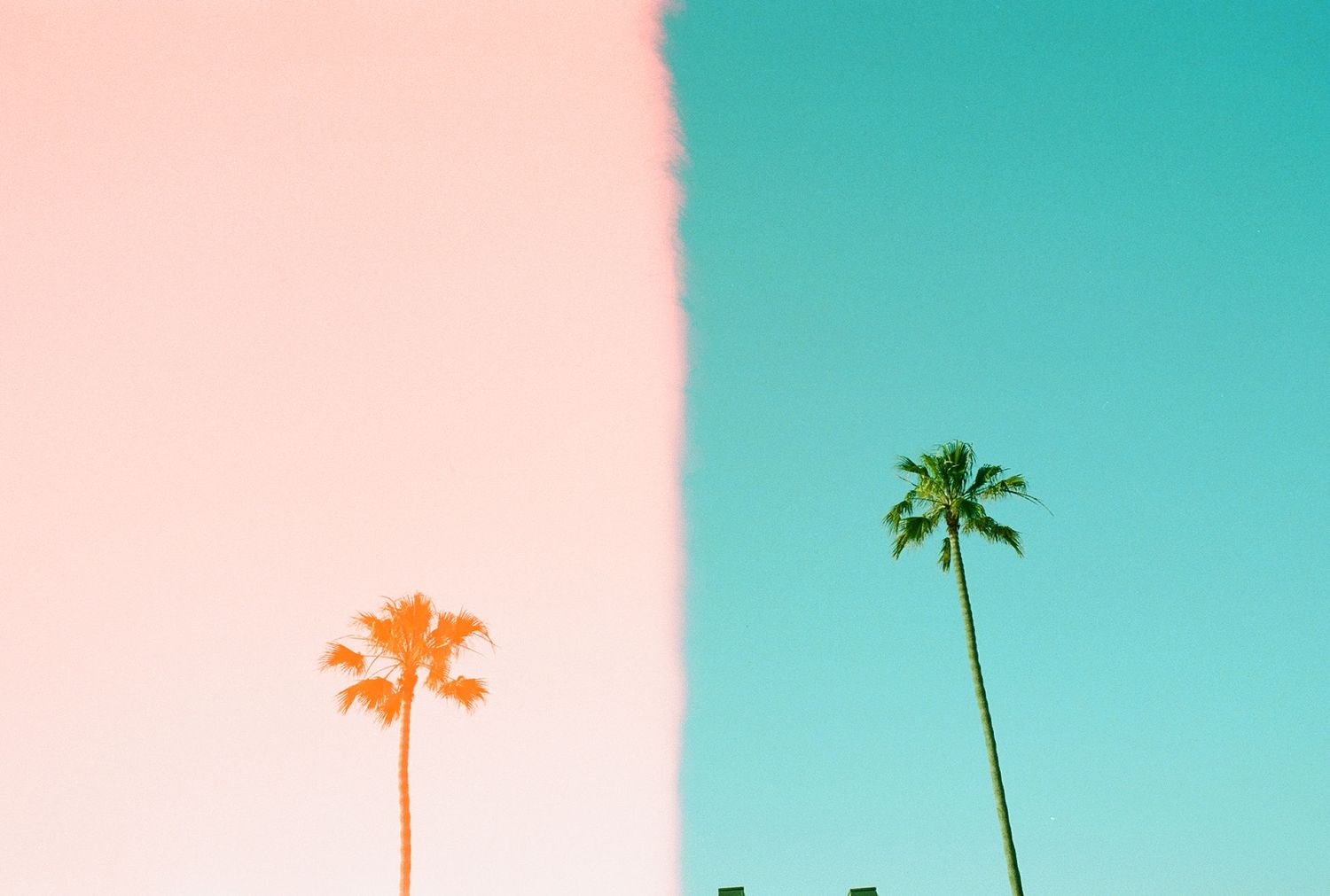 Retro palm tree fine art print, Two palm trees against a split sky background of pink and turquoise colors captured on film.