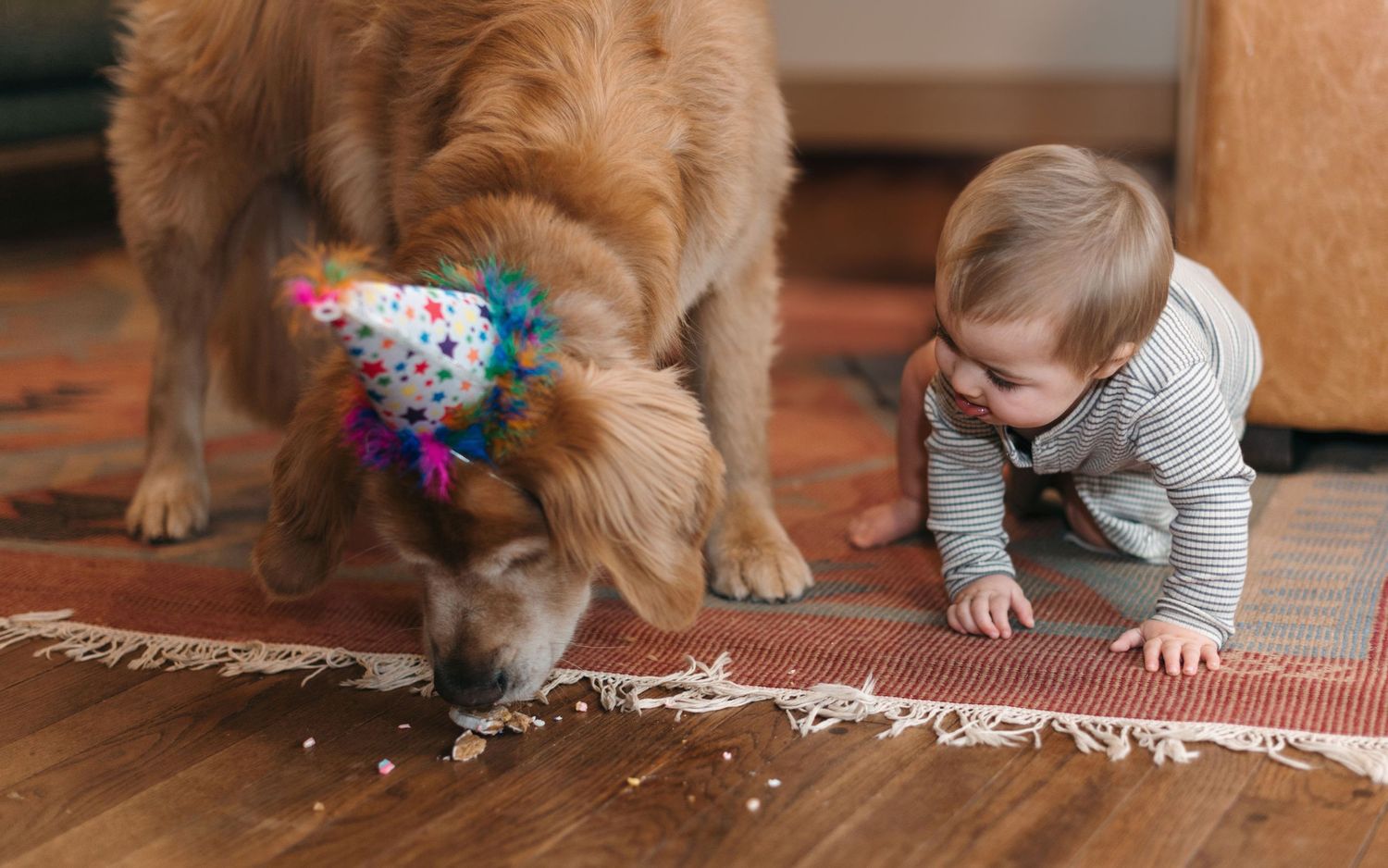 Dog eating treats next to a baby.