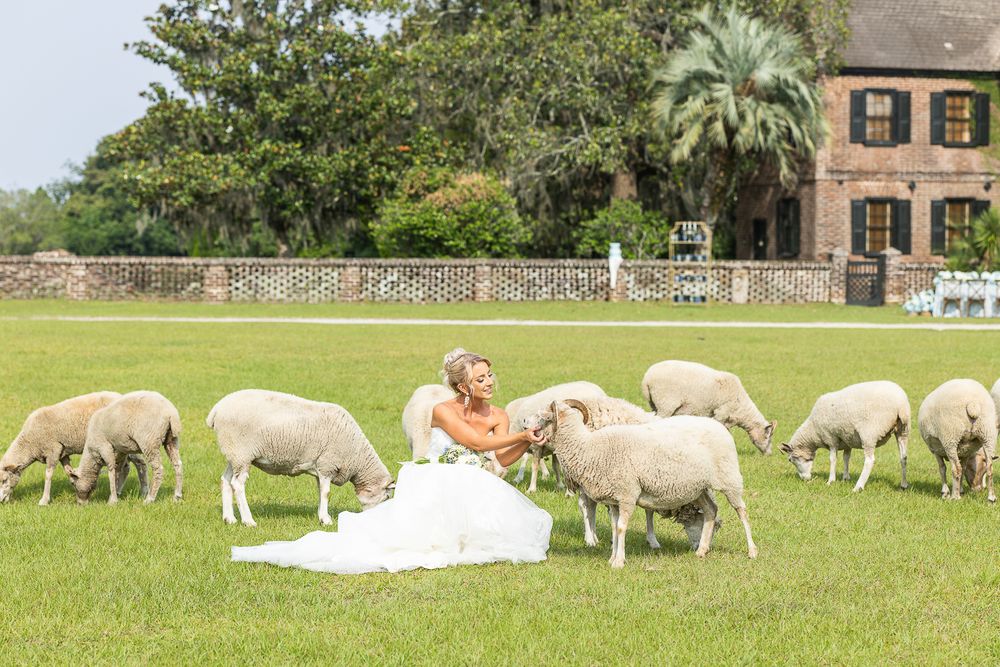 bride, bridal gown, bridal portraits, bridal session, bouquet, wedding photos, wedding photographer, fashion, white dress, sheep farm