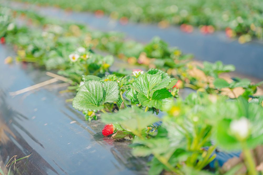 Fun strawberry picking kids and family lifestyle photography at an outdoor farm, captured by an Auckland family photographer.