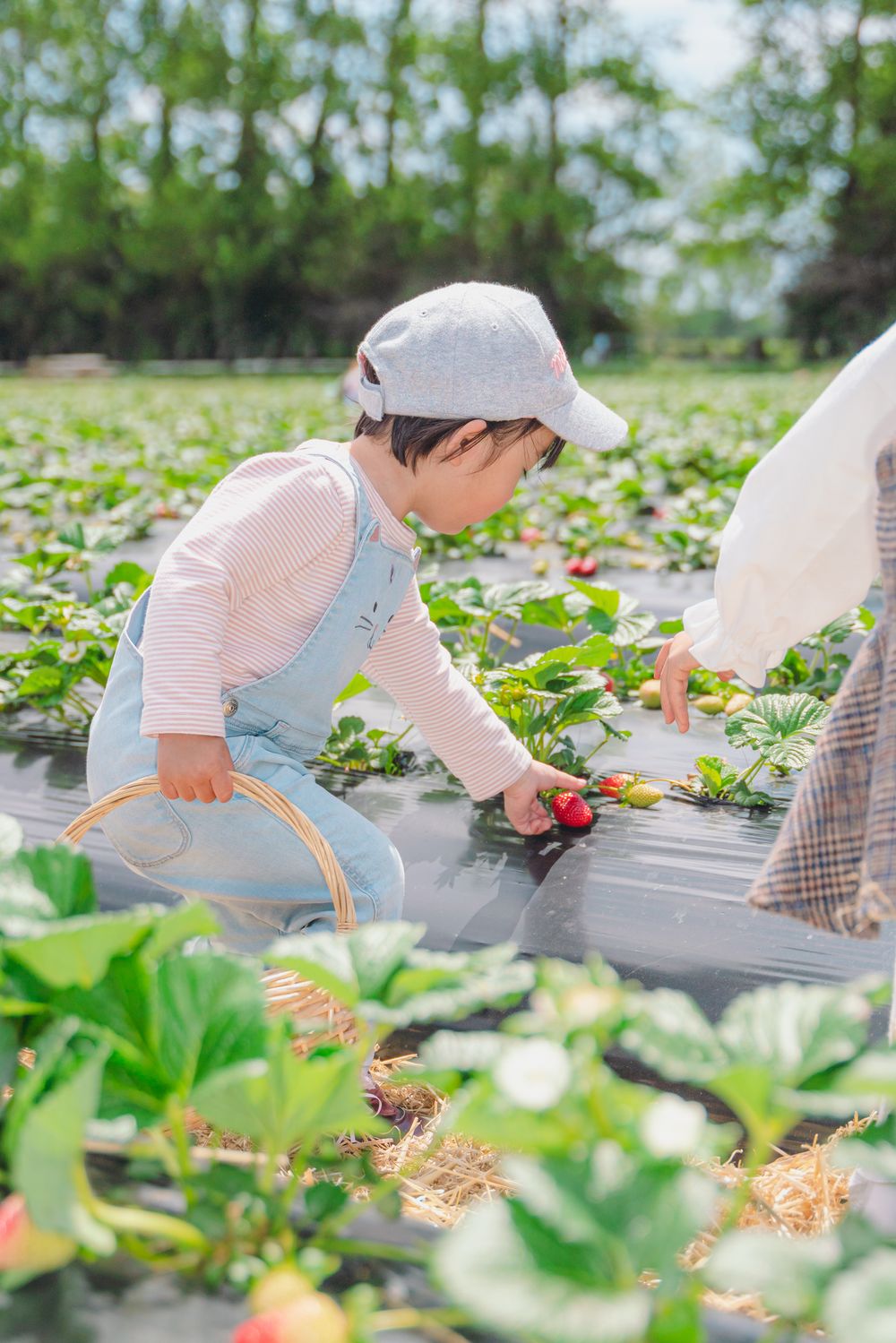 Fun strawberry picking kids and family lifestyle photography at an outdoor farm, captured by an Auckland family photographer.