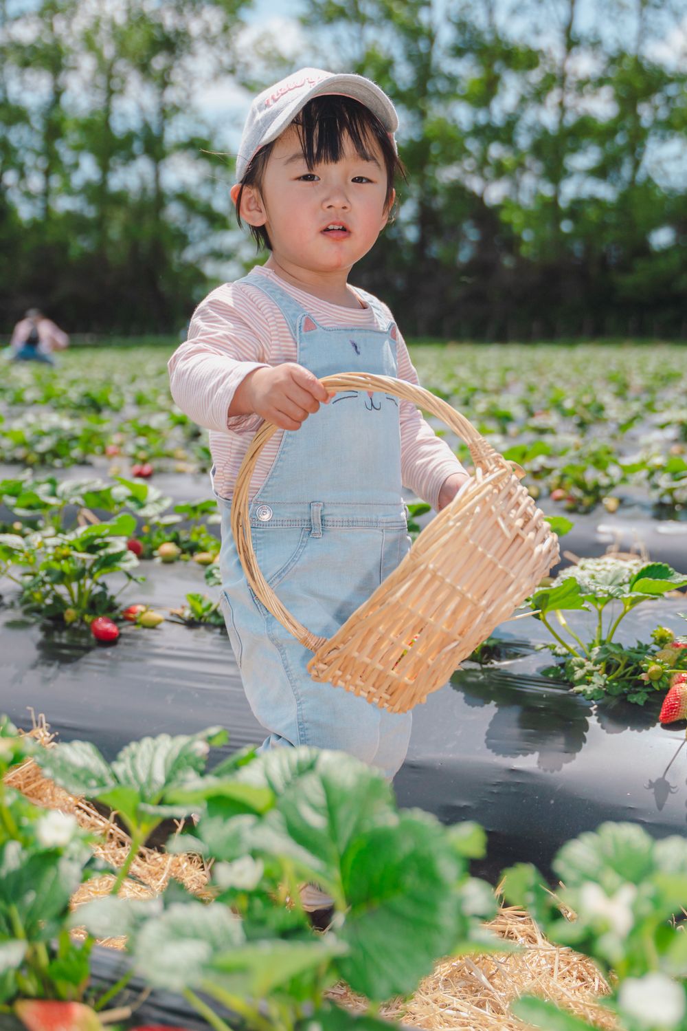 Fun strawberry picking kids and family lifestyle photography at an outdoor farm, captured by an Auckland family photographer.
