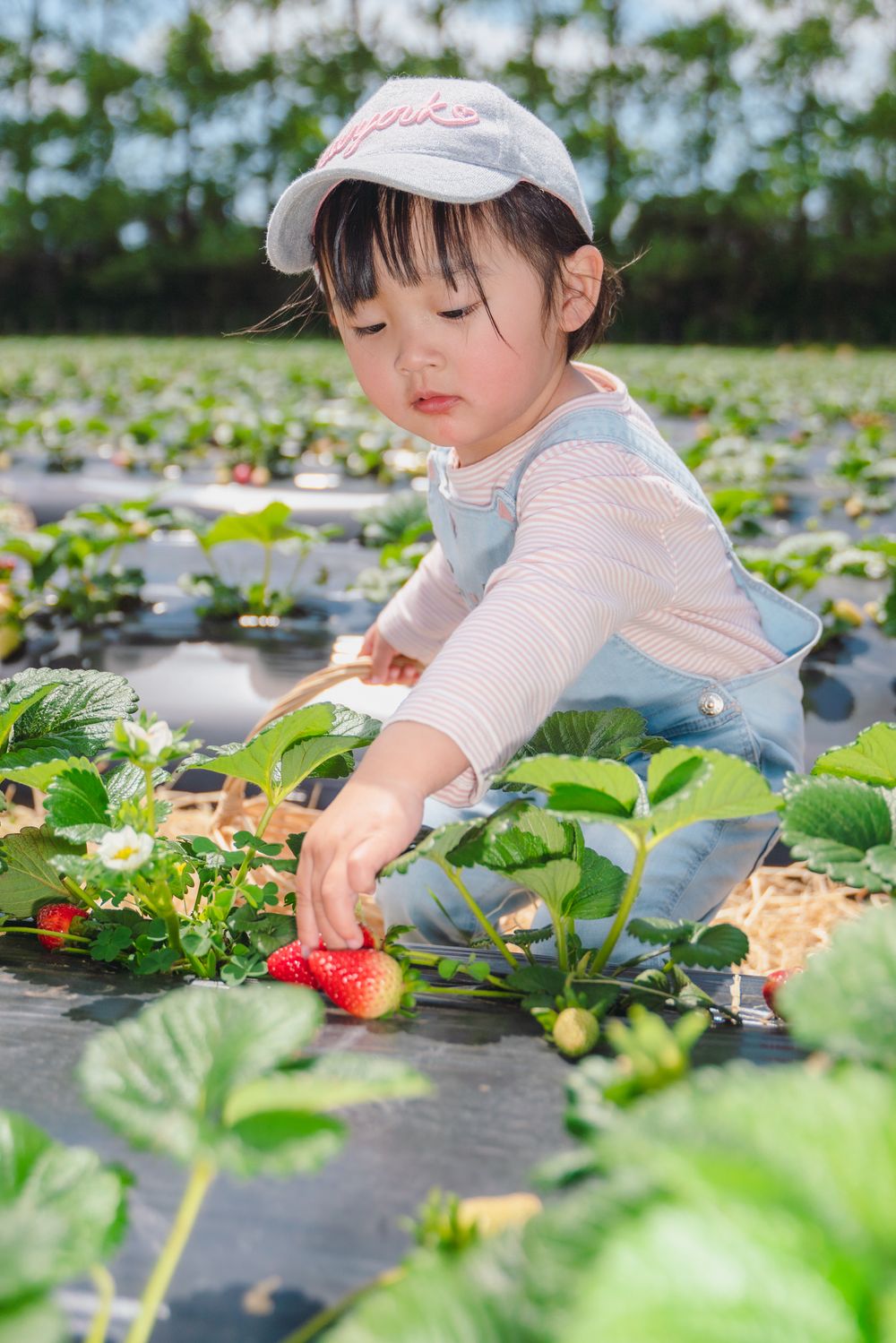 Fun strawberry picking kids and family lifestyle photography at an outdoor farm, captured by an Auckland family photographer.