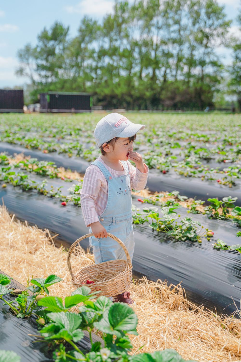 Fun strawberry picking kids and family lifestyle photography at an outdoor farm, captured by an Auckland family photographer.