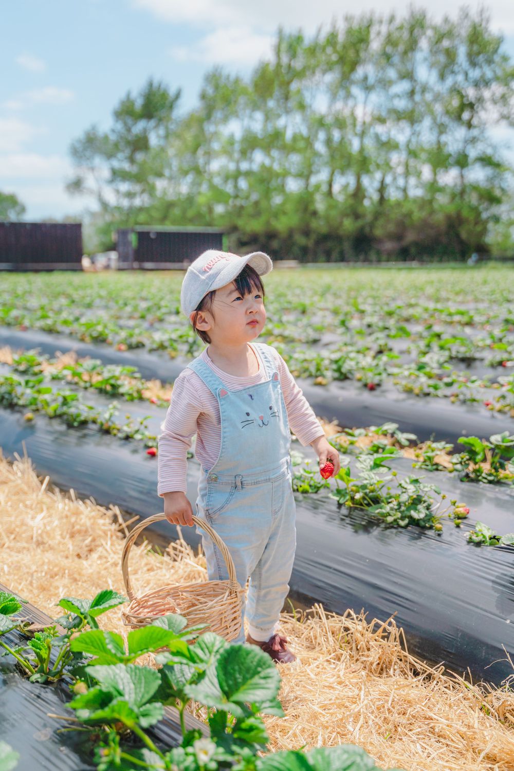 Fun strawberry picking kids and family lifestyle photography at an outdoor farm, captured by an Auckland family photographer.
