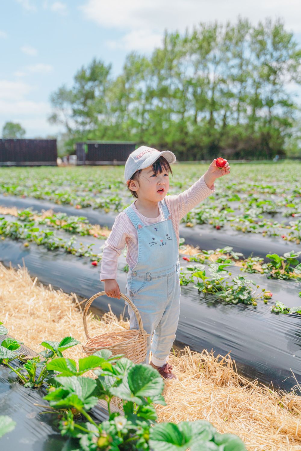 Fun strawberry picking kids and family lifestyle photography at an outdoor farm, captured by an Auckland family photographer.