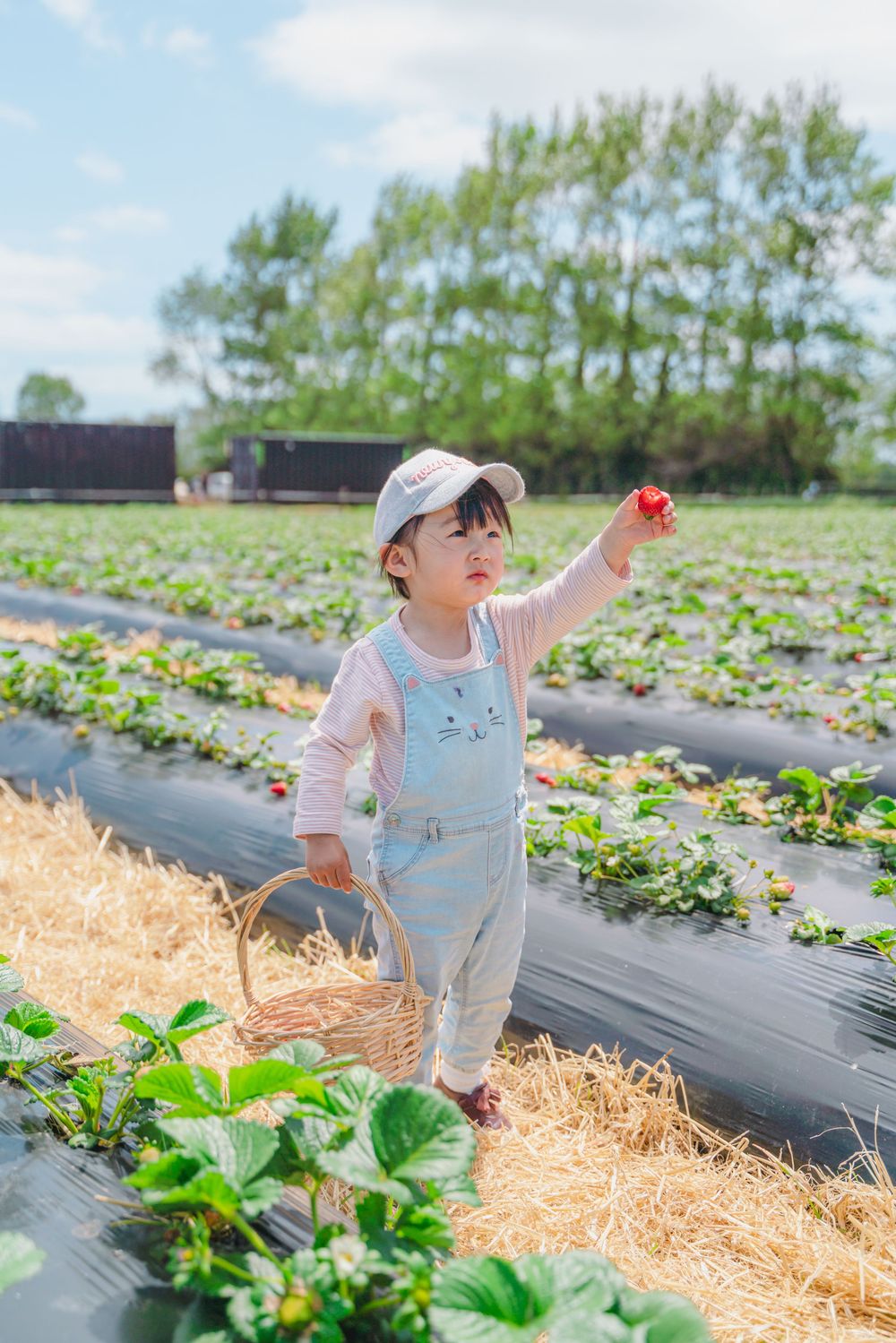Fun strawberry picking kids and family lifestyle photography at an outdoor farm, captured by an Auckland family photographer.