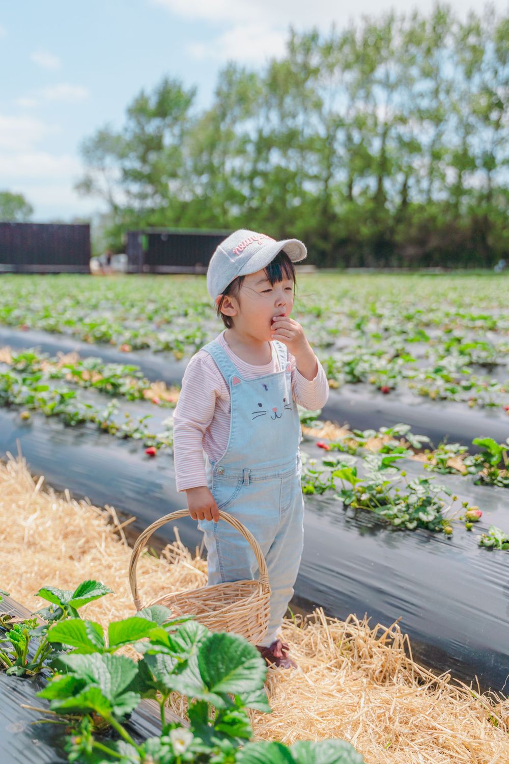 Fun strawberry picking kids and family lifestyle photography at an outdoor farm, captured by an Auckland family photographer.