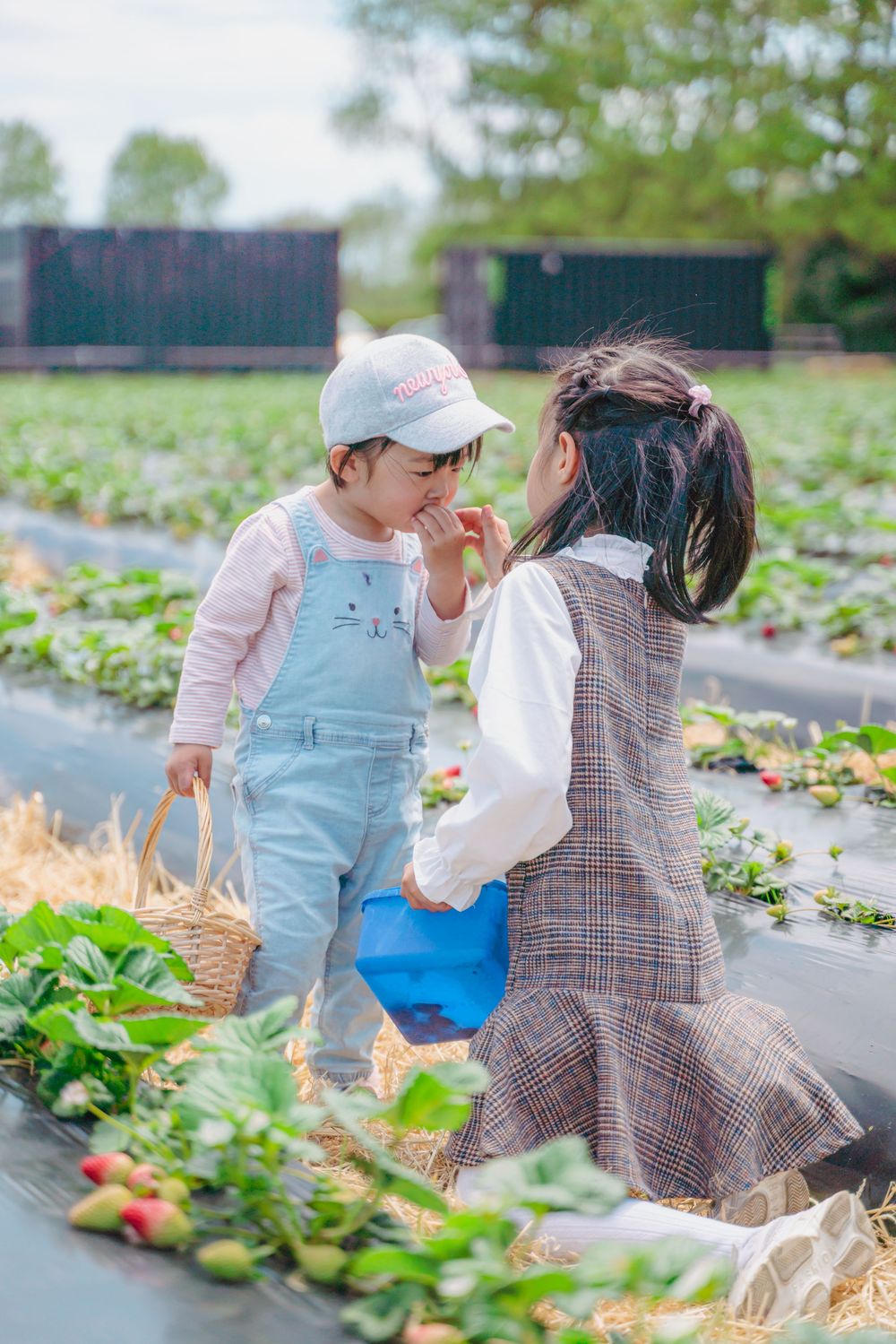 Fun strawberry picking kids and family lifestyle photography at an outdoor farm, captured by an Auckland family photographer.