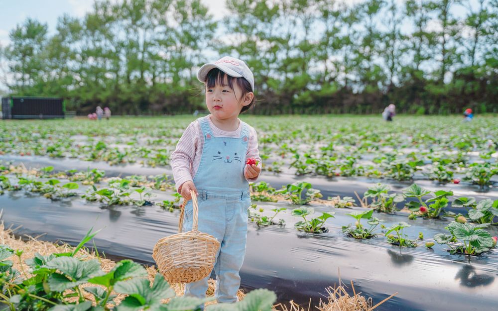 Fun strawberry picking kids and family lifestyle photography at an outdoor farm, captured by an Auckland family photographer.
