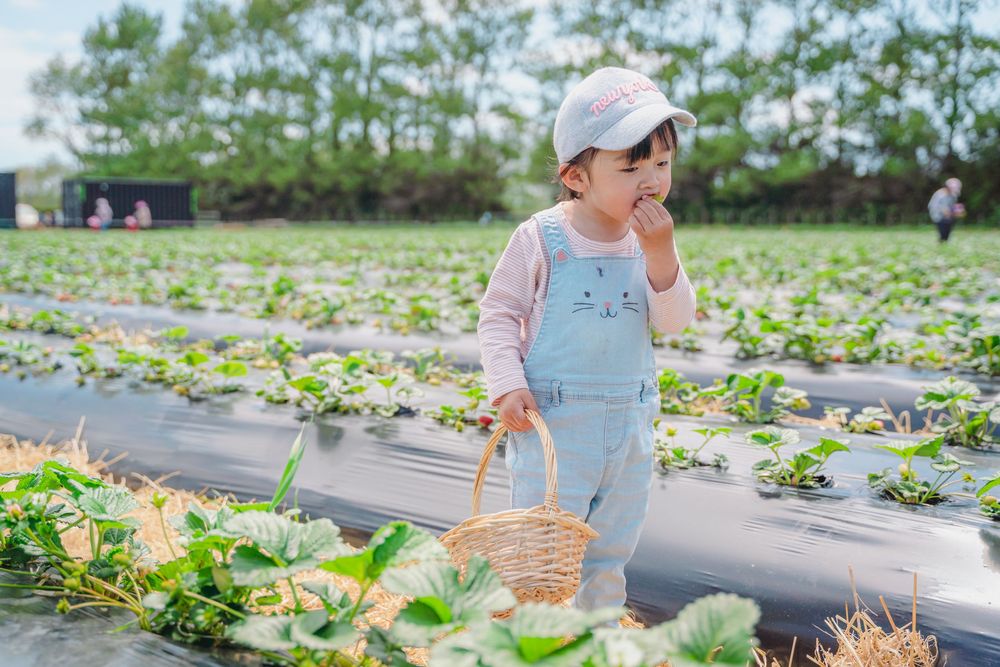 Fun strawberry picking kids and family lifestyle photography at an outdoor farm, captured by an Auckland family photographer.