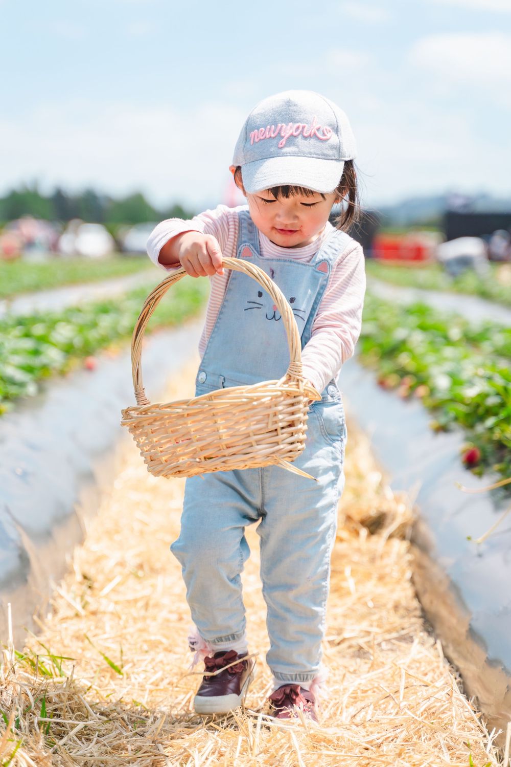 Fun strawberry picking kids and family lifestyle photography at an outdoor farm, captured by an Auckland family photographer.
