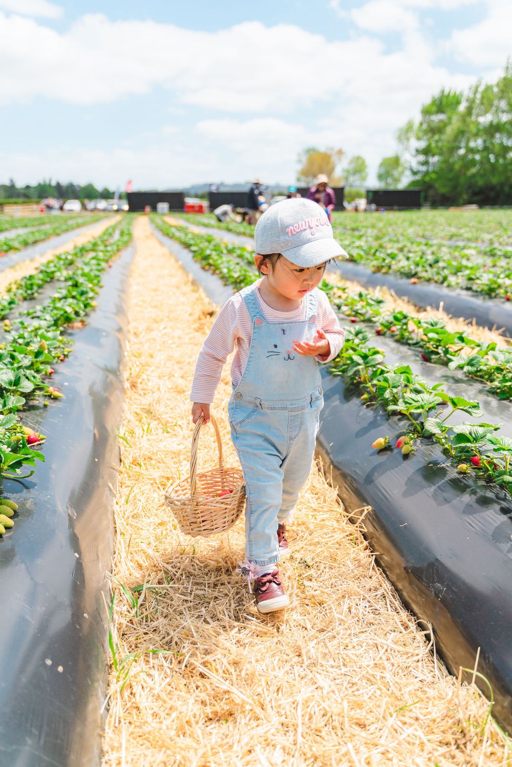 Fun strawberry picking kids and family lifestyle photography at an outdoor farm, captured by an Auckland family photographer.