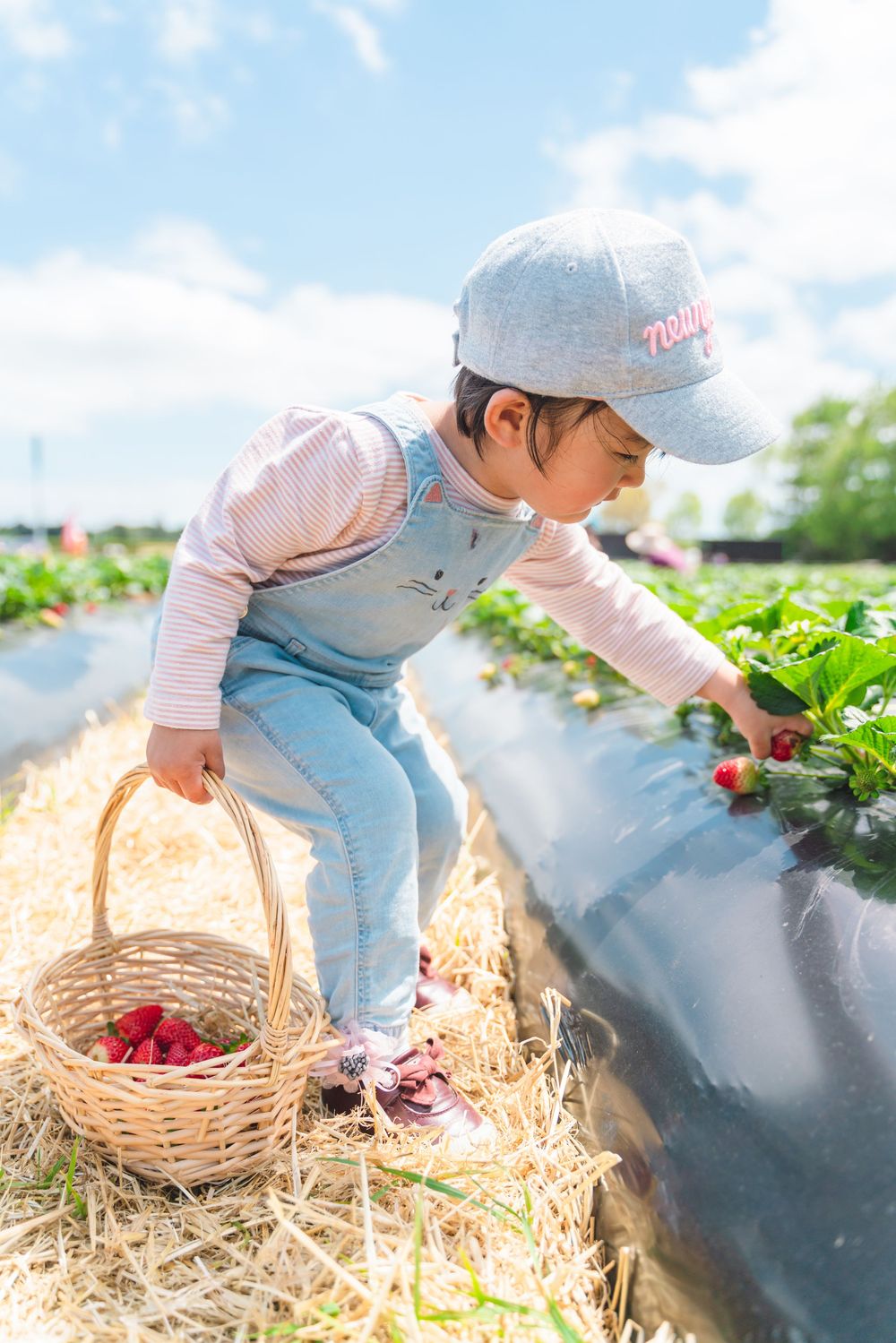Fun strawberry picking kids and family lifestyle photography at an outdoor farm, captured by an Auckland family photographer.Fun strawberry