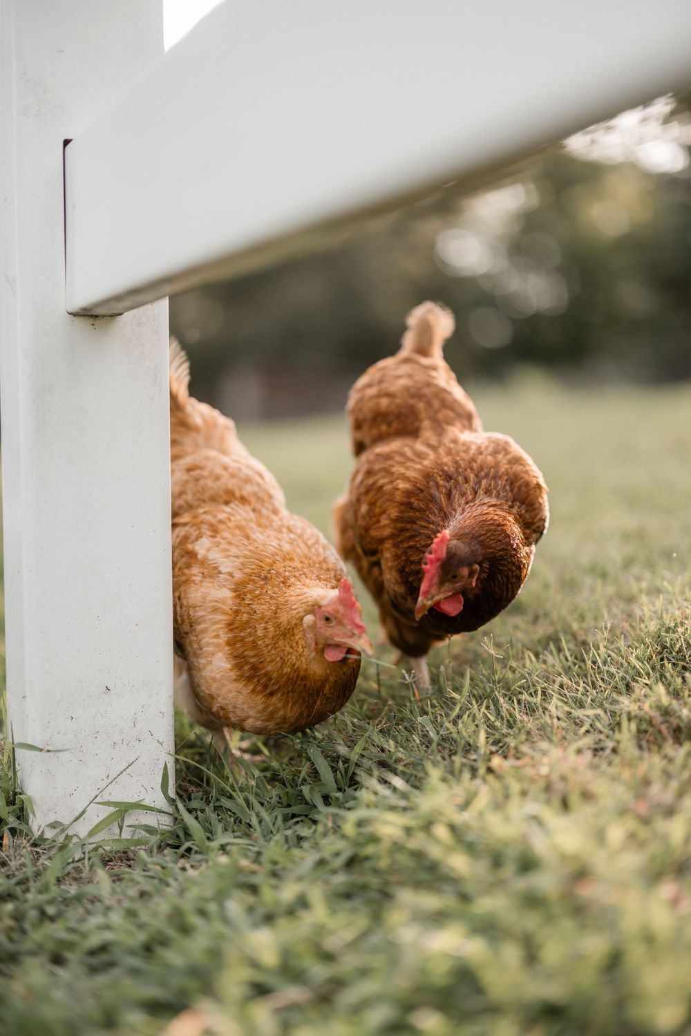 Brown chickens peck and forage in green grass near a white wall, captured in sequence across multiple frames.