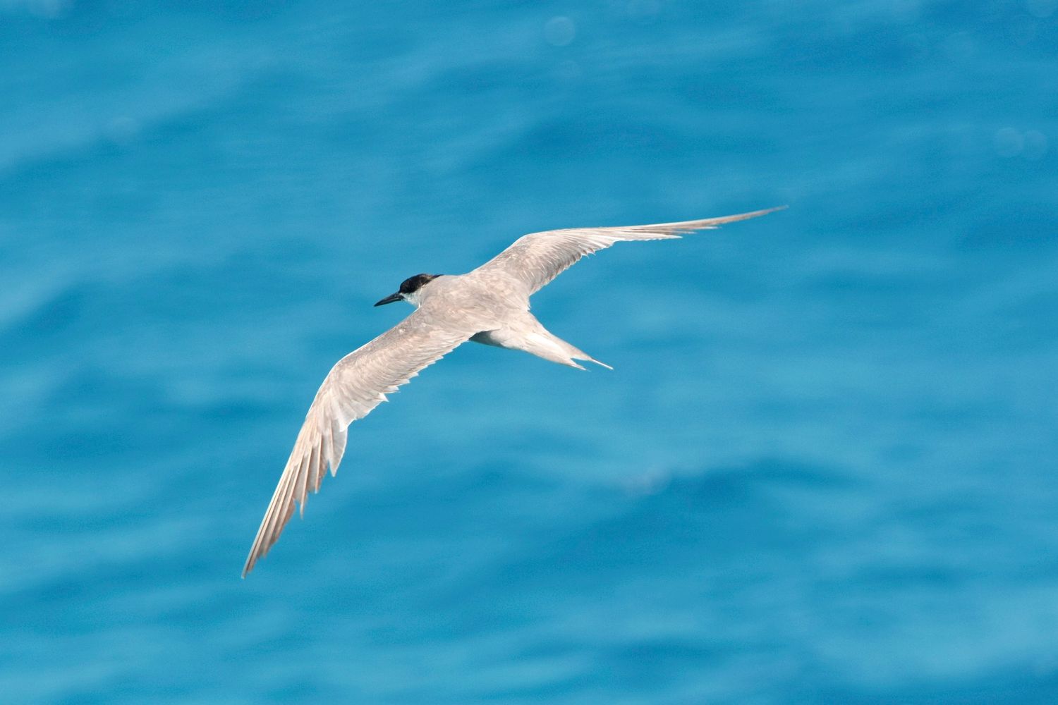 White seabird gliding gracefully over bright blue ocean waters.