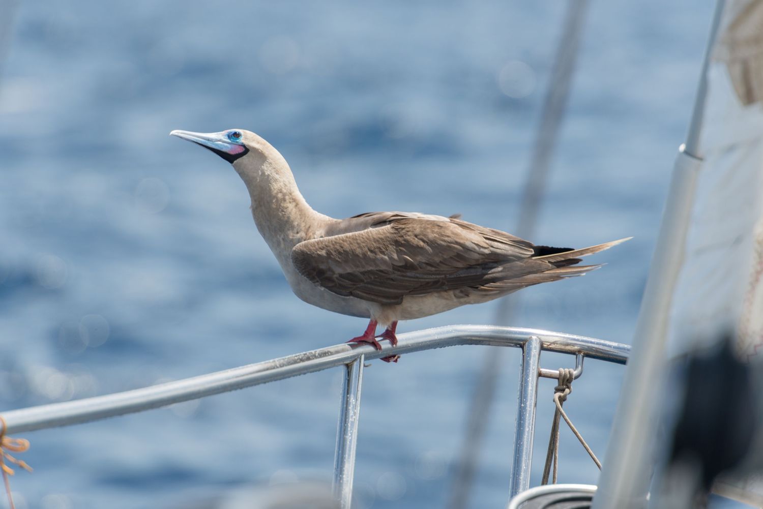 Brown seagull perched on boat railing against blue ocean background.