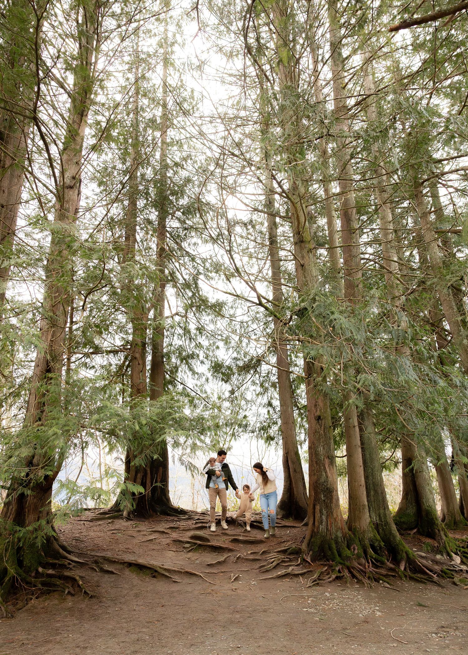 A scenic forest path winds through towering cedar trees with exposed roots along the trail's edge.