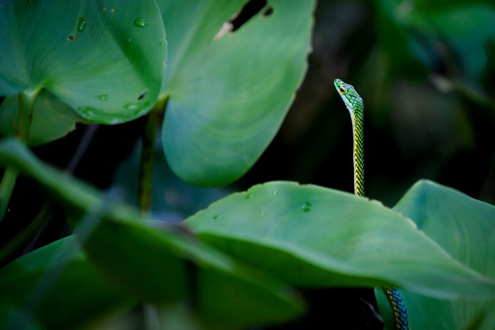 Green snake camouflaged among large tropical leaves in close-up nature shot.