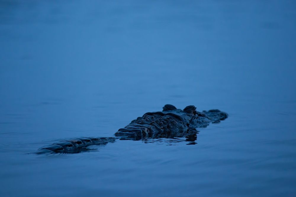 Silhouette of an alligator floating in calm blue water during twilight.