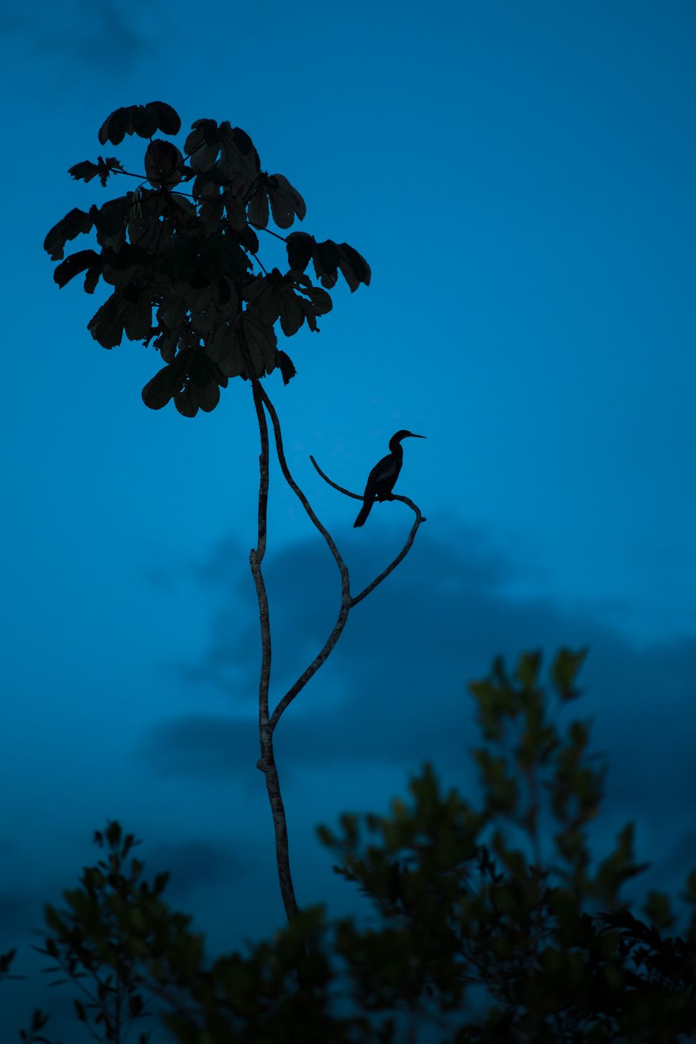 Silhouette of a bird perched on a tree branch against a deep blue twilight sky.