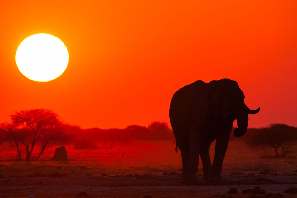 Silhouette of an elephant walking against an orange sunset with the sun visible in frame.